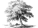 Terebinth tree
